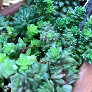 Meet your Posher, Molly